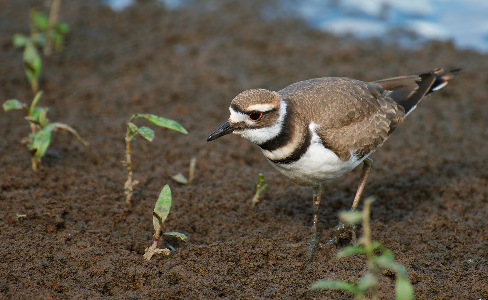 NW Bird Blog Killdeer